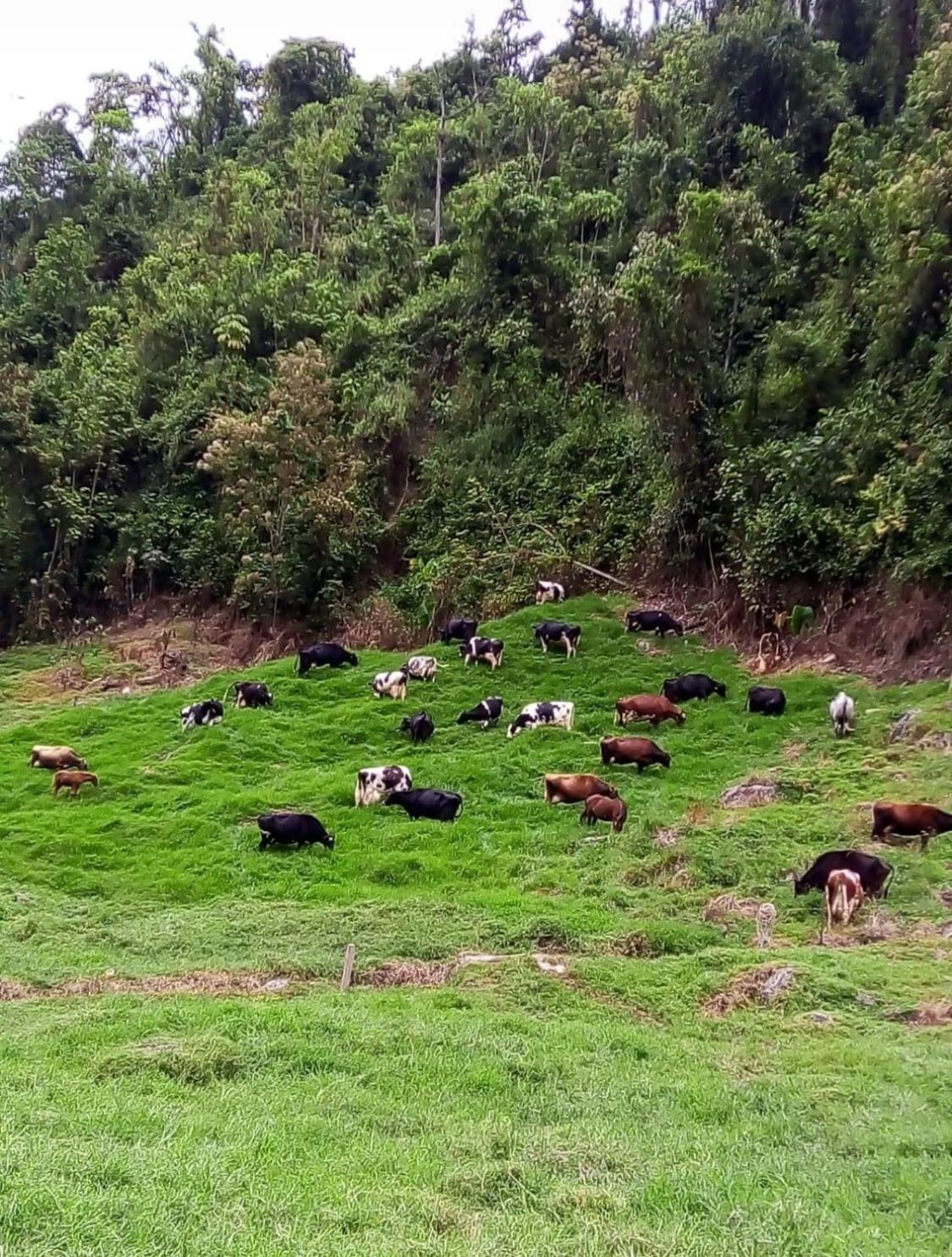 Alojamiento Con Vista Al Rio Y Paisajes Hermosos Villa Manizales Ngoại thất bức ảnh